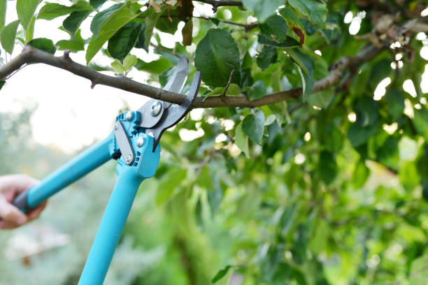 The Steps Involved in Our Tree Care Process in Boulder, MT